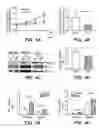 Fig. 08 - Use of Wnt agents to prevent hypoxic injury