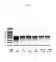 Fig. 05 - Modified polynucleotides encoding septin-4