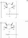 Fig. 08 - Modified polynucleotides encoding septin-4