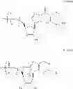 Fig. 83 - Modified polynucleotides encoding septin-4