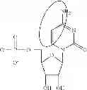 Fig. 87 - Modified polynucleotides encoding septin-4
