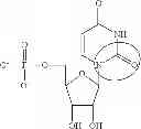 Fig. 91 - Modified polynucleotides encoding septin-4
