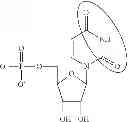 Fig. 92 - Modified polynucleotides encoding septin-4