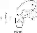 Fig. 93 - Modified polynucleotides encoding septin-4