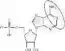 Fig. 95 - Modified polynucleotides encoding septin-4