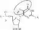 Fig. 96 - Modified polynucleotides encoding septin-4