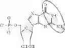 Fig. 98 - Modified polynucleotides encoding septin-4
