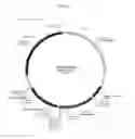 Fig. 04 - Modified polynucleotides encoding SIAH E3 ubiquitin protein ligase 1