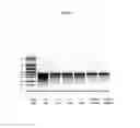 Fig. 05 - Modified polynucleotides encoding SIAH E3 ubiquitin protein ligase 1