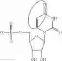 Fig. 90 - Modified polynucleotides encoding SIAH E3 ubiquitin protein ligase 1