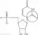 Fig. 91 - Modified polynucleotides encoding SIAH E3 ubiquitin protein ligase 1