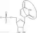 Fig. 92 - Modified polynucleotides encoding SIAH E3 ubiquitin protein ligase 1