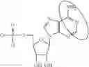 Fig. 95 - Modified polynucleotides encoding SIAH E3 ubiquitin protein ligase 1