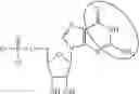 Fig. 98 - Modified polynucleotides encoding SIAH E3 ubiquitin protein ligase 1