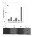 Fig. 10 - Hypoxia-responsive nanoparticle for therapy and imaging of hypoxia-involving diseases