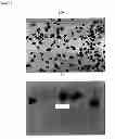 Fig. 05 - Fexofenadine microcapsules and compositions containing them
