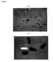 Fig. 06 - Fexofenadine microcapsules and compositions containing them