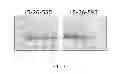 Fig. 20 - Polypeptides, antibody variable domains and antagonists