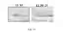 Fig. 23 - Polypeptides, antibody variable domains and antagonists
