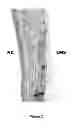 Fig. 05 - Compositions for enhancing wound healing containing magnesium and bromide