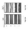 Fig. 13 - Compositions for enhancing wound healing containing magnesium and bromide
