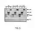 Fig. 06 - Methods of treating hepatitis