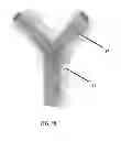 Fig. 08 - Methods and compositions for promoting the structural integrity of scaffolds for tissue engineering