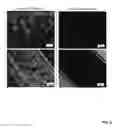 Fig. 09 - FABRICATION OF CARBON FOAMS THROUGH SOLUTION PROCESSING IN SUPERACIDS