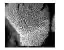 Fig. 01 - Porous composite and manufacturing method thereof