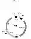 Fig. 02 - Nucleic acid encoding a self-assembling split-fluorescent protein system