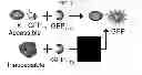 Fig. 04 - Nucleic acid encoding a self-assembling split-fluorescent protein system