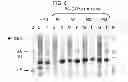 Fig. 08 - Nucleic acid encoding a self-assembling split-fluorescent protein system