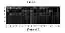 Fig. 22 - Nucleic acid encoding a self-assembling split-fluorescent protein system