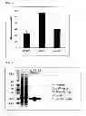 Fig. 03 - Hydrogen peroxide resistance-imparting gene and method for using same