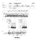 Fig. 08 - METHODS AND COMPOSITIONS FOR IDENTIFYING INCREASED RISK OF DEVELOPING FRAGILE X-ASSOCIATED DISORDERS