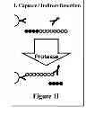 Fig. 04 - Assays for detecting enzymatic activity