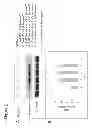 Fig. 03 - Cell binding assay