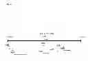 Fig. 02 - DETECTION KIT CONTAINING A NOVEL RECOMBINANT 15-kDA POLYPEPTIDE USEFUL FOR DETECTING HUMAN INFECTION WITH BARTONELLA HENSELAE