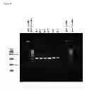Fig. 07 - DETECTION KIT CONTAINING A NOVEL RECOMBINANT 15-kDA POLYPEPTIDE USEFUL FOR DETECTING HUMAN INFECTION WITH BARTONELLA HENSELAE