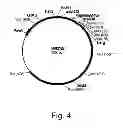 Fig. 05 - Methods For Degrading or Converting Plant Cell Wall Polysaccharides