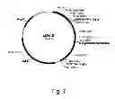 Fig. 08 - Methods For Degrading or Converting Plant Cell Wall Polysaccharides