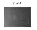 Fig. 22 - Cellular permissivity factor for viruses and uses thereof