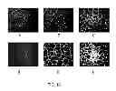 Fig. 10 - CELL CULTURE SUBSTRATE HAVING UNIFORM SURFACE COATING