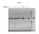 Fig. 02 - Method for the production of immunoglobulin single variable domains