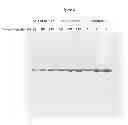 Fig. 03 - Method for the production of immunoglobulin single variable domains