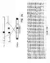 Fig. 02 - Recombinant carrier molecule for expression, delivery and purification of target polypeptides