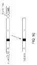 Fig. 03 - Recombinant carrier molecule for expression, delivery and purification of target polypeptides