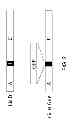 Fig. 06 - Recombinant carrier molecule for expression, delivery and purification of target polypeptides
