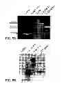 Fig. 09 - Recombinant carrier molecule for expression, delivery and purification of target polypeptides