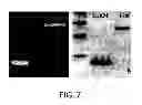 Fig. 11 - Recombinant carrier molecule for expression, delivery and purification of target polypeptides